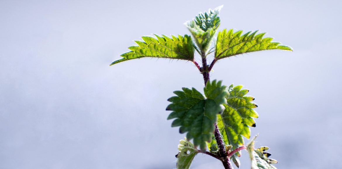 Stinging Nettle
