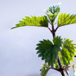 Stinging Nettle: The Healing Weed Your Body is Crying Out For