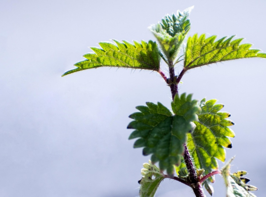 Stinging Nettle