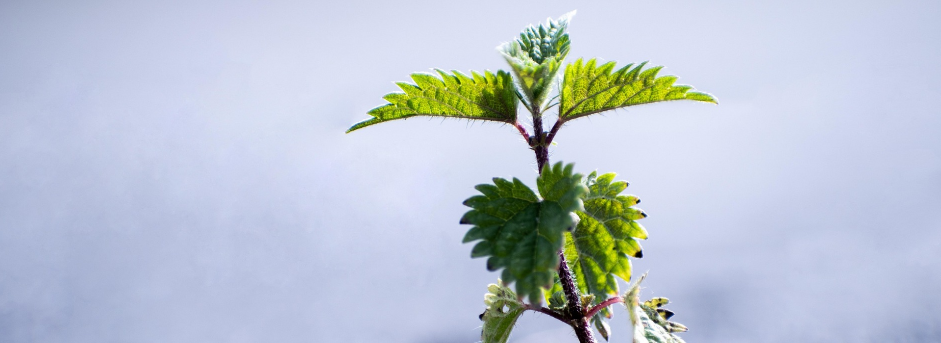 Stinging Nettle